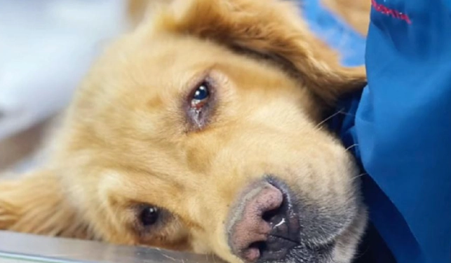 狗狗乳腺瘤保守治療