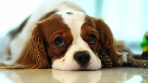 狗狗腸胃炎飲食