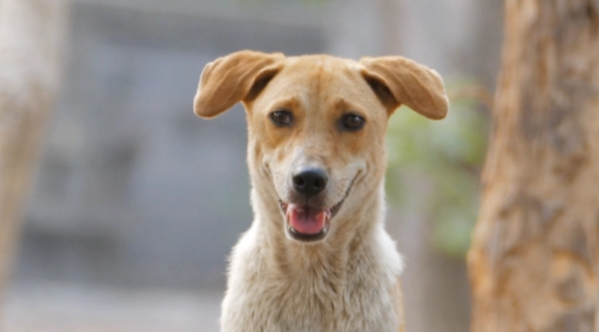 狗牛皮骨 狗牛皮骨