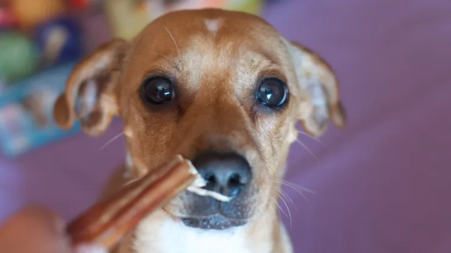 狗狗魚腥味口臭原因