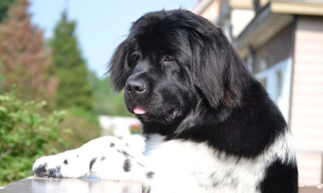 寵物急救 寵物急救