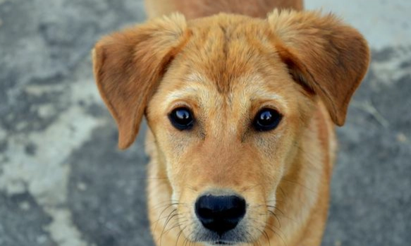 狗狗牙結石清除工具