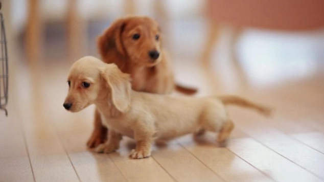 老年犬行為問題