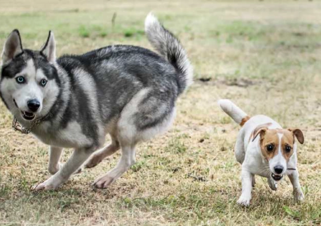 狗前庭神經炎症狀