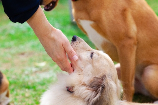 狗狗討厭你的跡象 狗狗討厭你的跡象