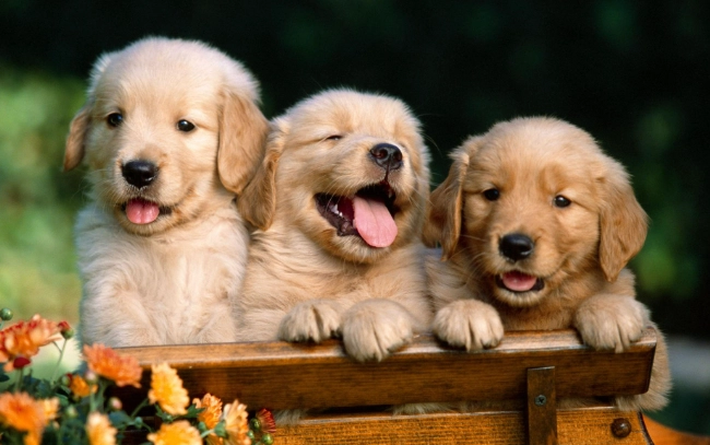 老狗转圈圈原因