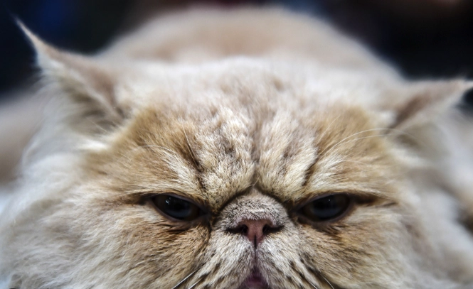 米克斯貓飼養缺點