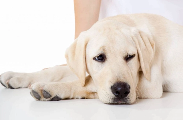 狗呼吸困難症狀