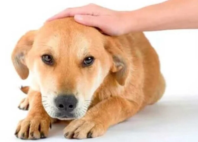 狗呼吸困難 狗呼吸困難