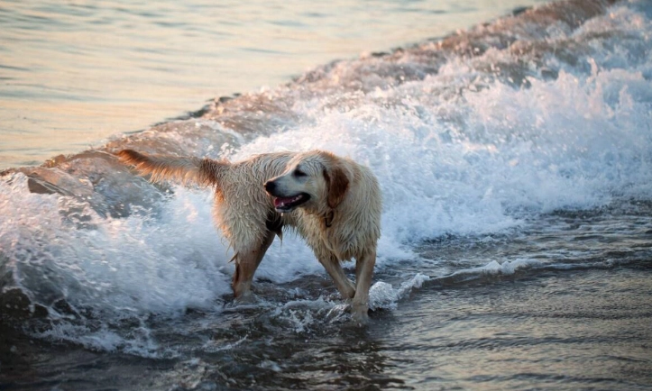 狗狗感冒居家照護