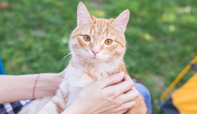 米克斯貓咪 品種