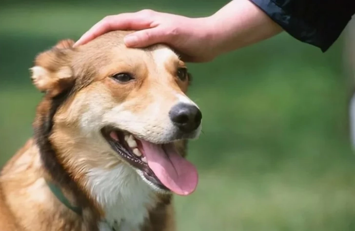 狗狗前庭神經炎