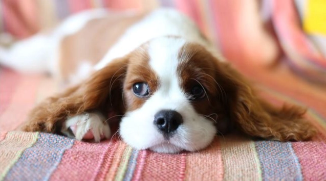 狗嘔吐處理 狗嘔吐處理