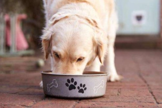 狗狗口水多怎麼辦