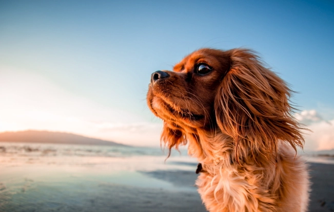 老年犬健康问题