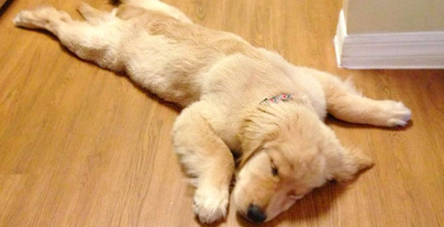 狗狗前庭炎飲食