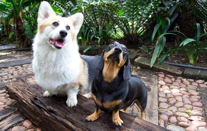 狗狗吃骨頭 症狀 狗狗吃骨頭 症狀