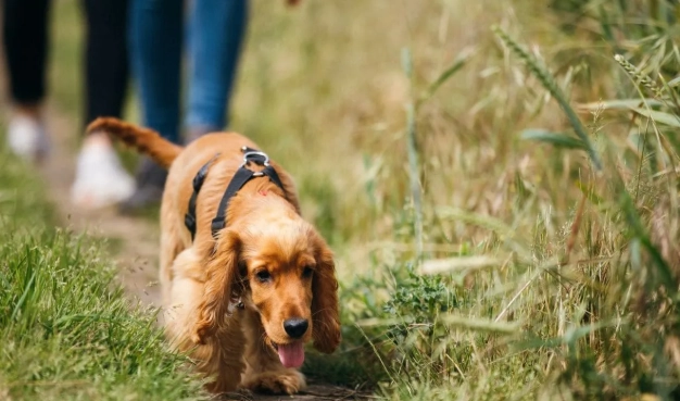 狗一直喘氣走來走去