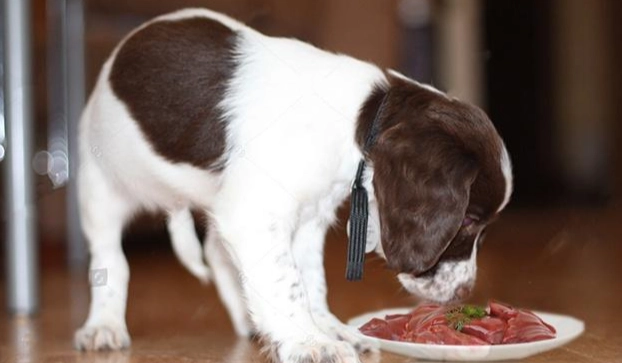 公狗發情處理 公狗發情處理