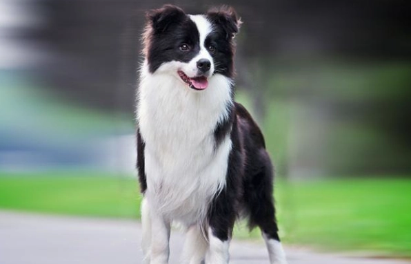 澳大利亞牧羊犬 特性