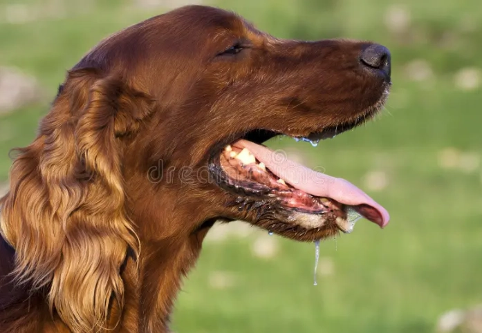 狗狗手術恢復期出門 狗狗手術恢復期出門