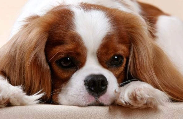 狗吃羊骨頭風險