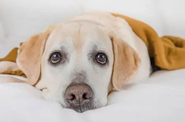 公狗結紮後遺症