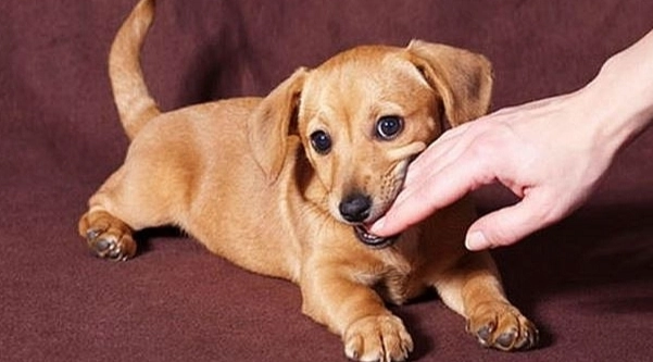 狗狗討厭你的跡象 狗狗討厭你的跡象