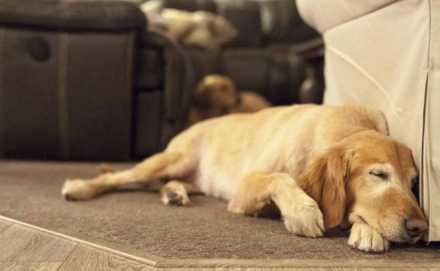 前庭神經炎狗食譜