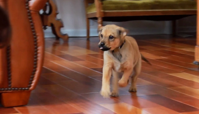 狗前庭神經炎治療