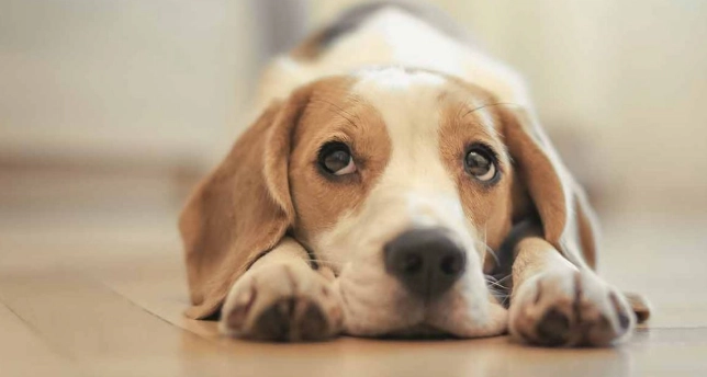 狗狗手術恢復期出門 狗狗手術恢復期出門