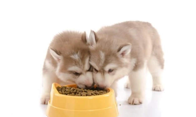 狗狗沒懷孕原因