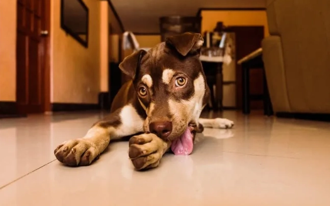 狗狗口腔護理方法