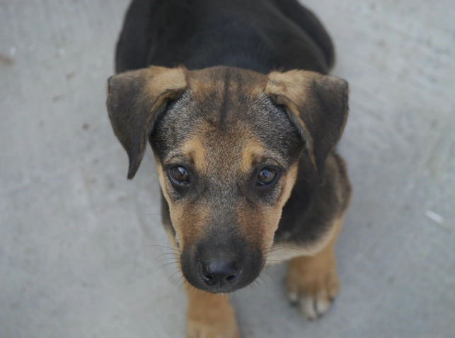 狗狗流口水原因