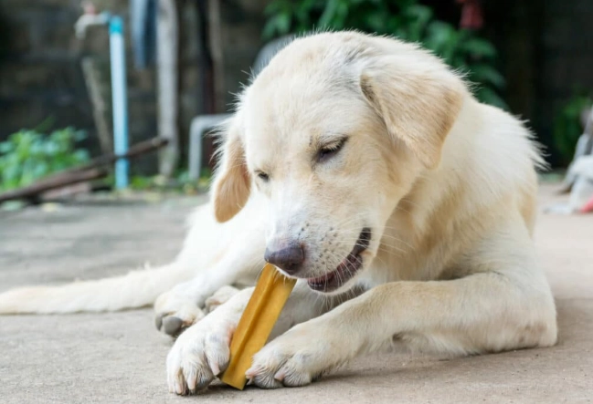 老年犬洗牙費用