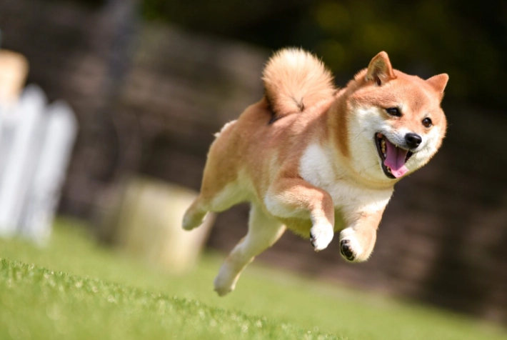 狗狗食欲不振 狗狗食欲不振