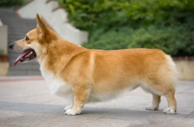 狗狗牙周病治療費用