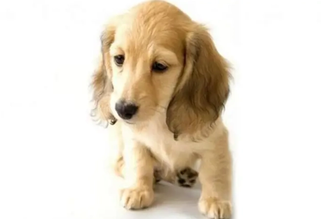 狗狗前庭神經炎症狀