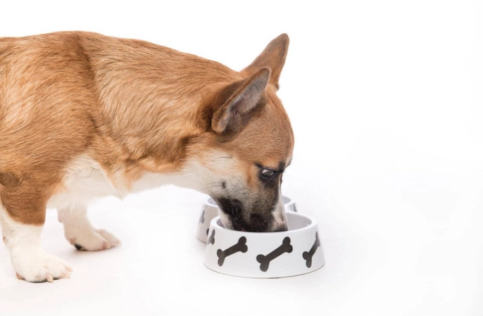 公狗發情行為 公狗發情行為