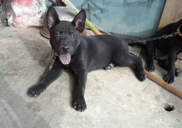 狗狗吃骨頭 症狀 狗狗吃骨頭 症狀