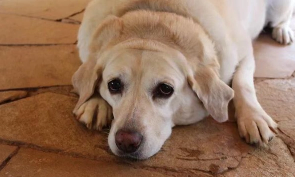 狗狗乳腺肿瘤症状 狗狗乳腺肿瘤症状