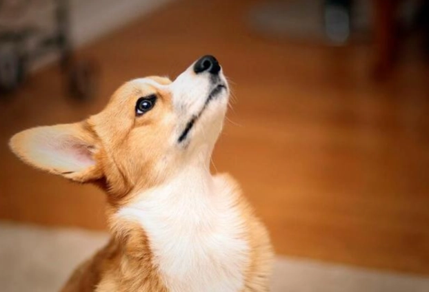 狗狗前庭症候群治療費用