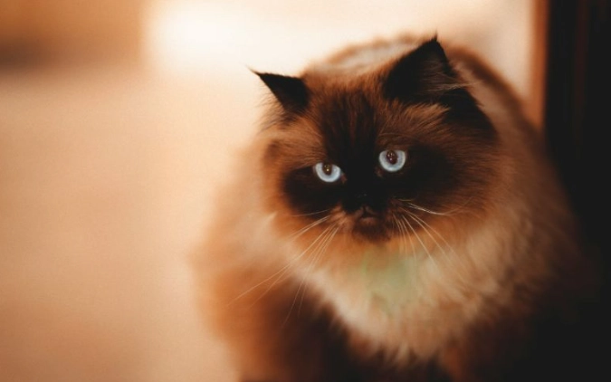 貓皮膚護理 貓皮膚護理