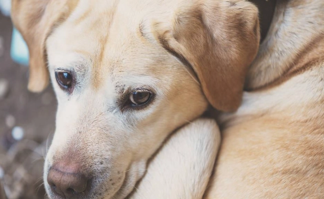 狗狗乳腺肿瘤症状 狗狗乳腺肿瘤症状