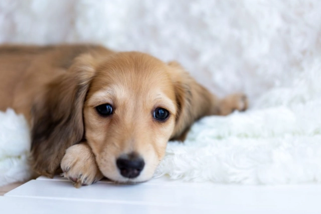 狗狗平衡失調護理