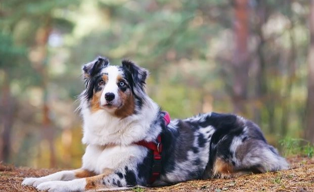 澳洲牧羊犬飼養困難