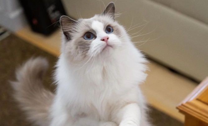 米克斯貓飼養缺點