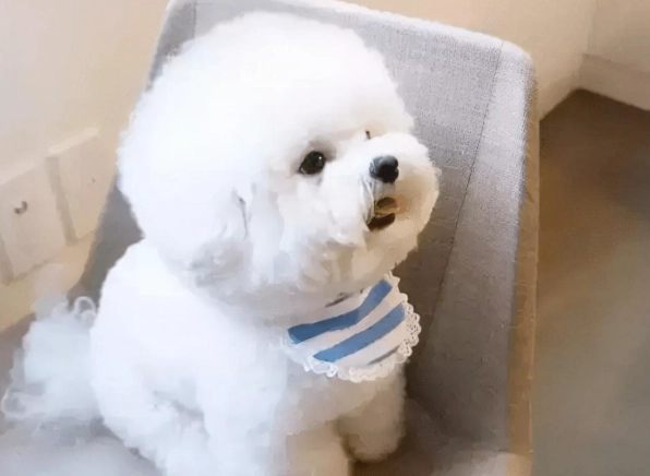 比熊犬飼養方法