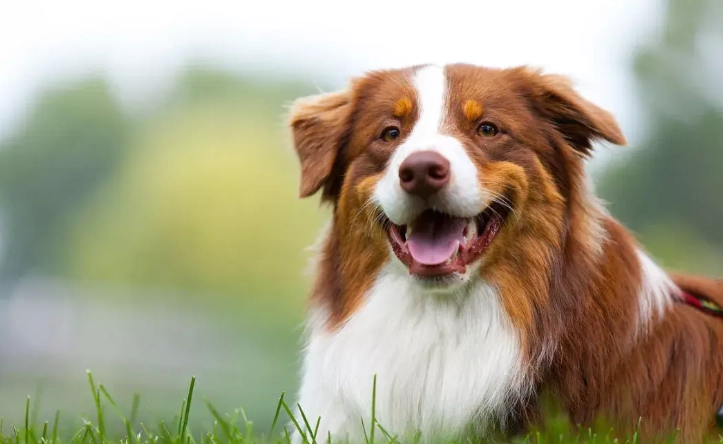 澳洲牧羊犬行為問題