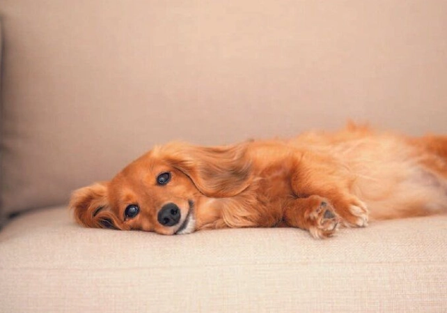 老年犬行為問題